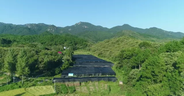 金寨灵芝种植大棚